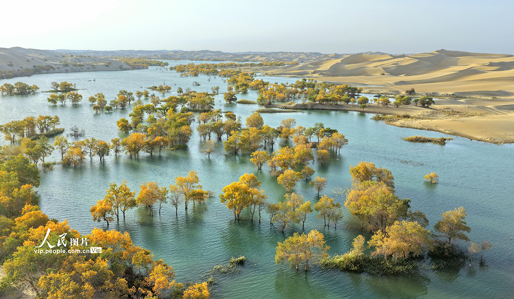 新疆尉犁：秋色如画